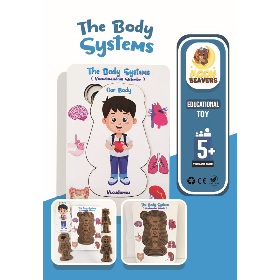 The Body System - Boy