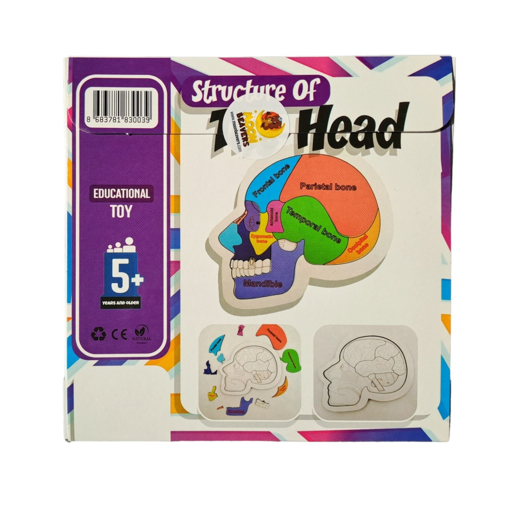 Structure of The Head